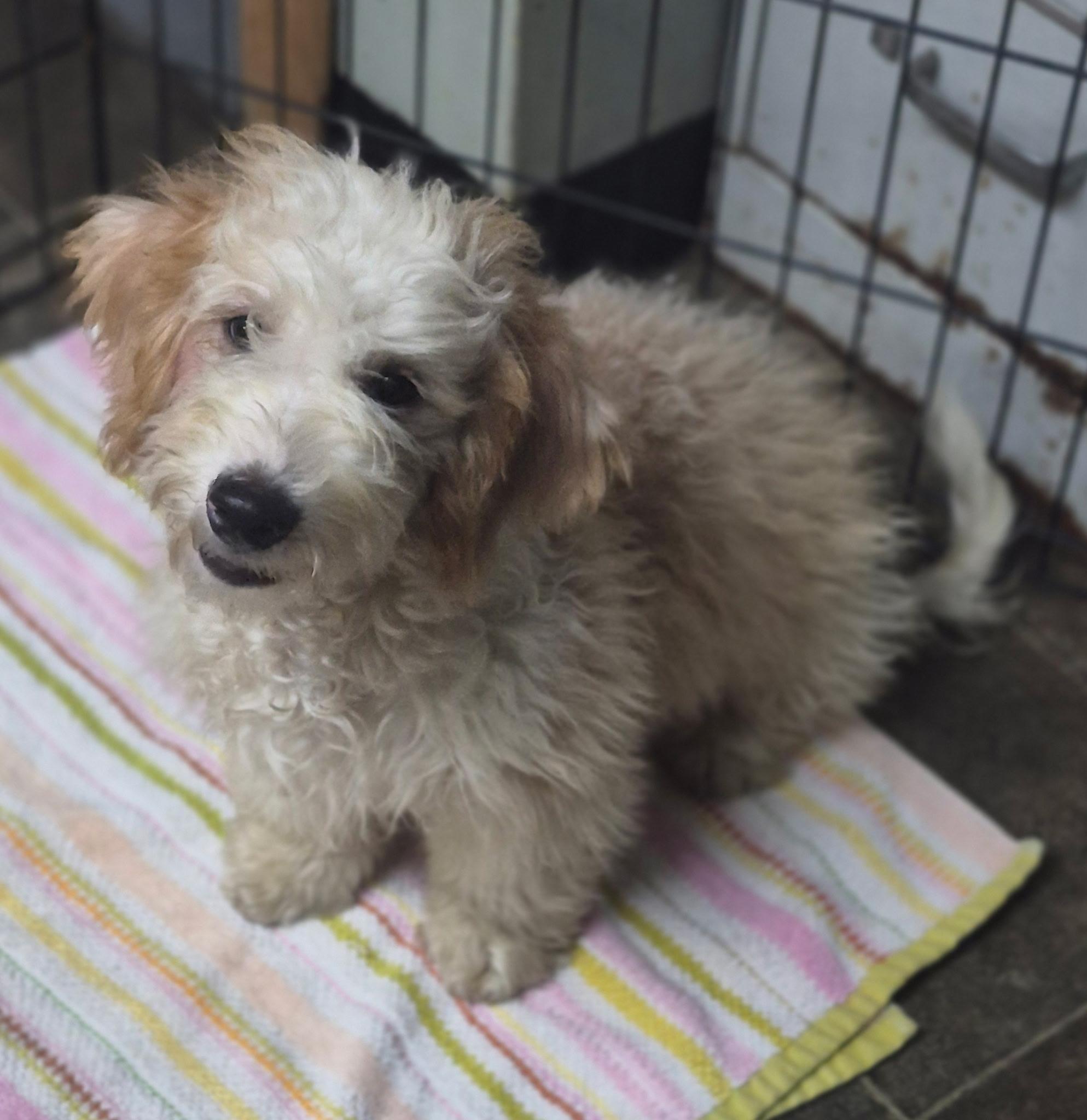 Enlarge Oliver, a Adopted mixed breed in Los Angeles, CA image 3/4