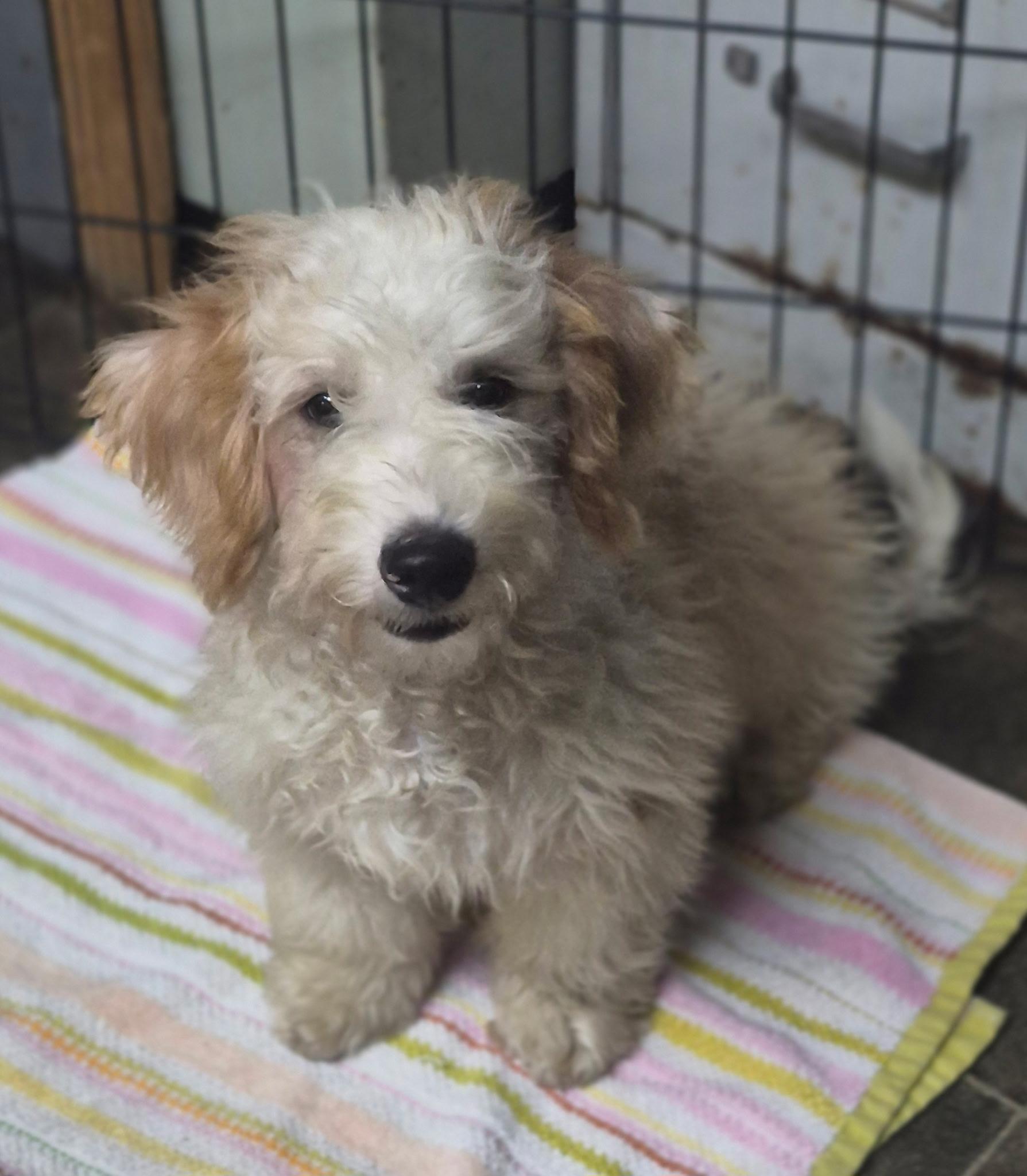 Enlarge Oliver, a Adopted mixed breed in Los Angeles, CA image 2/4