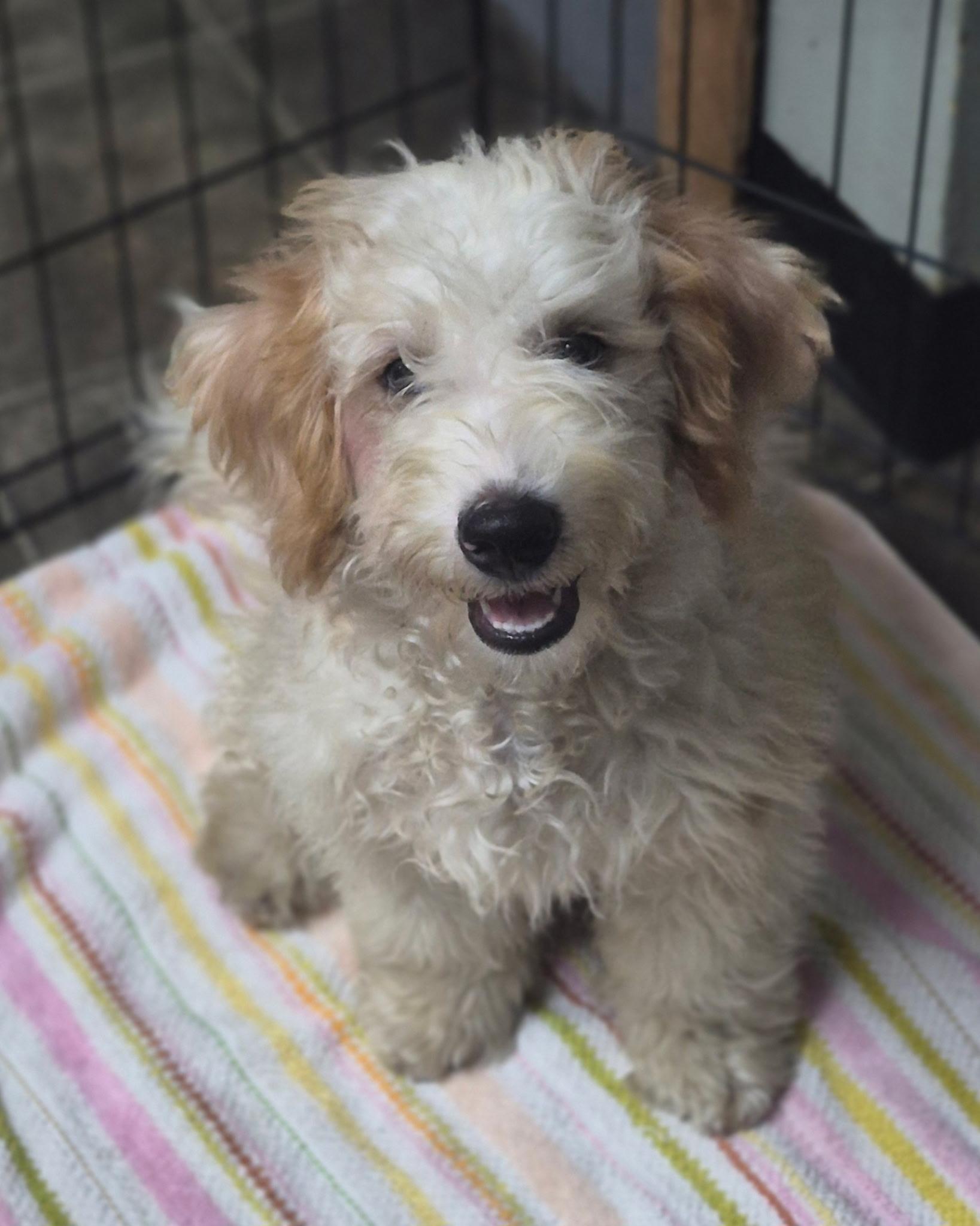 Oliver, Adopted, Young Male Bichon Frise & Maltipoo.