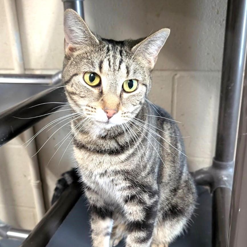 Lucy, a Adoptable Tabby in Wilmington, OH image 3/3