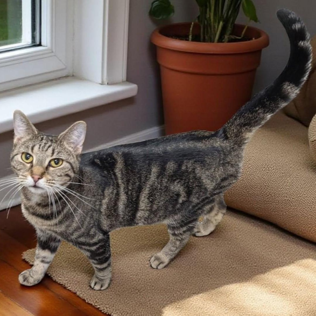 Lucy, a Adoptable Tabby in Wilmington, OH image 2/3