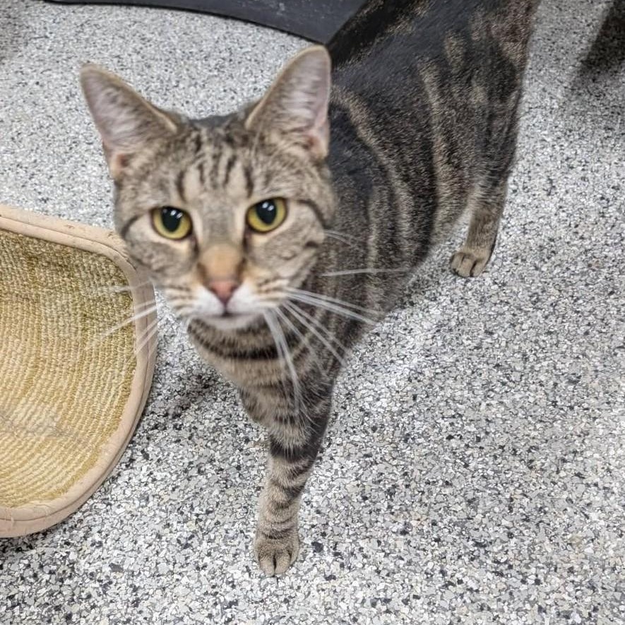 Lucy, a Adoptable Tabby in Wilmington, OH image 1/3
