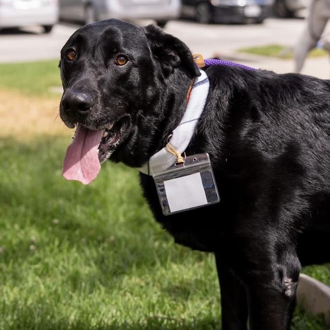 Henry, a Adoptable Labrador Retriever in San Diego, CA image 1/3