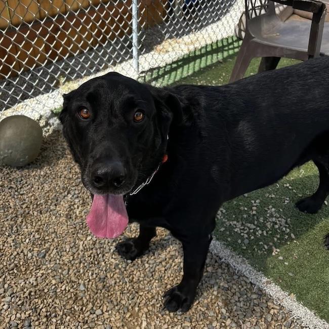 Henry, a Adoptable Labrador Retriever in San Diego, CA image 2/3