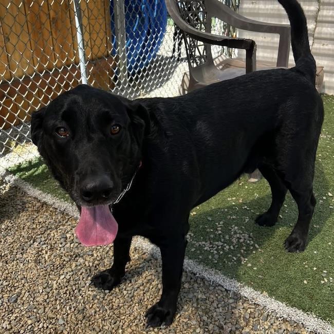 Henry, a Adoptable Labrador Retriever in San Diego, CA image 3/3