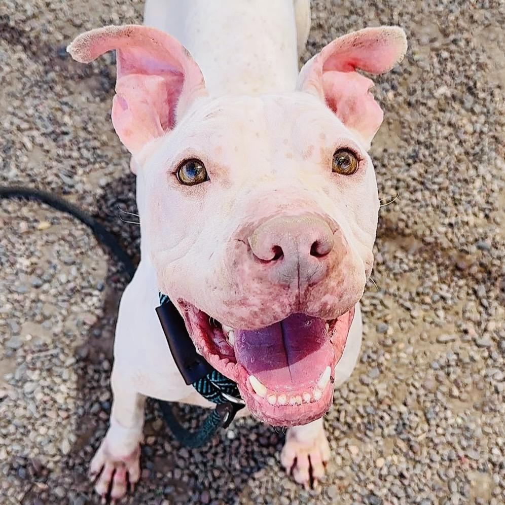 Enlarge Bigsby, a Adoptable mixed breed in Phoenix, AZ image 1/2