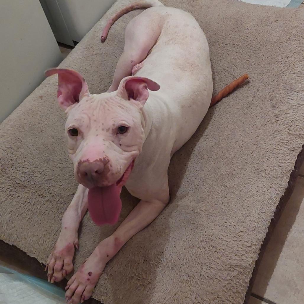 Enlarge Bigsby, a Adoptable mixed breed in Phoenix, AZ image 2/2