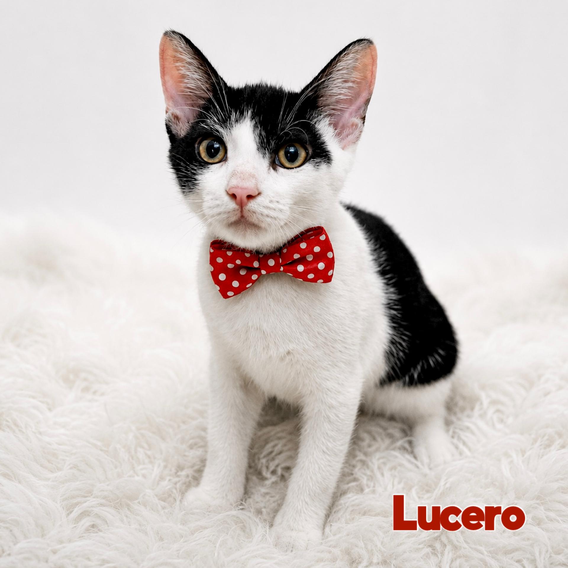 Enlarge Lucero, a Adoptable Domestic Short Hair in Warwick, RI image 1/1