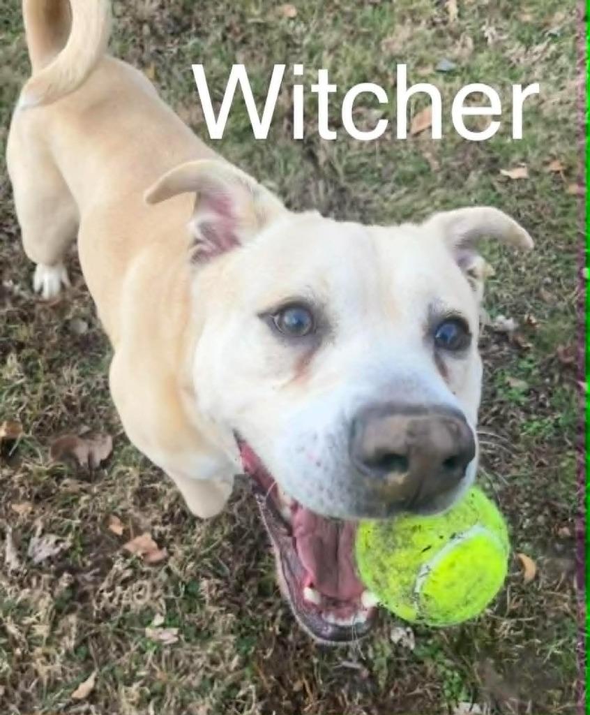 Witcher, Adoptable, Adult Male Mixed Breed & Pit Bull Terrier.