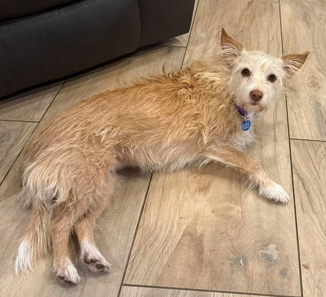 Enlarge Kym's Ginger TX, a Adoptable Terrier in Boonton, NJ image 1/3