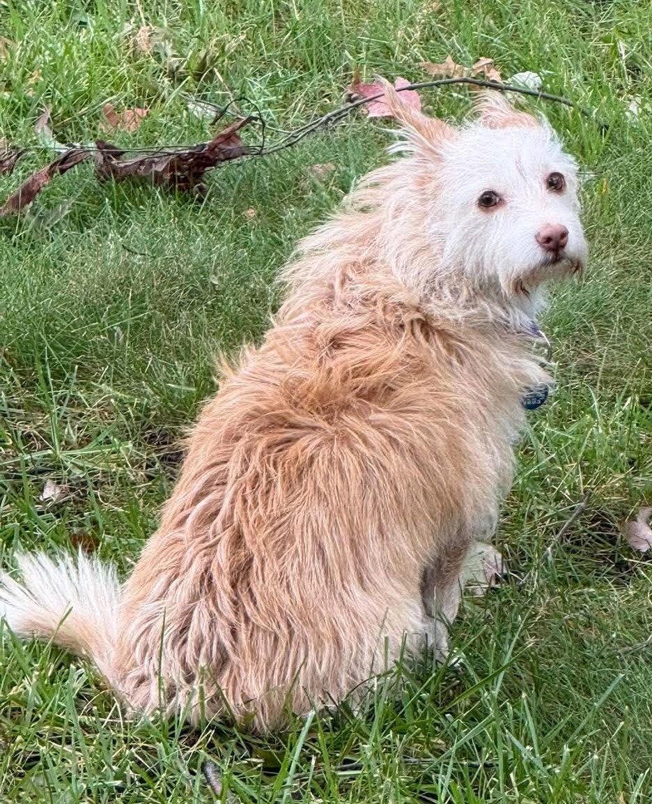 Enlarge Kym's Ginger TX, a Adoptable Terrier in Boonton, NJ image 2/3