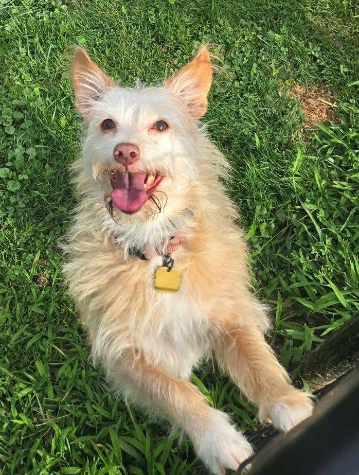 Enlarge Kym's Ginger TX, a Adoptable Terrier in Boonton, NJ image 3/3