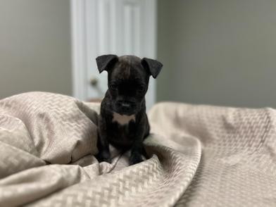 Paco — thumbnail 2