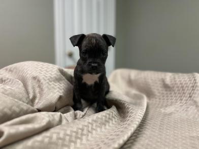 Paco — thumbnail 3