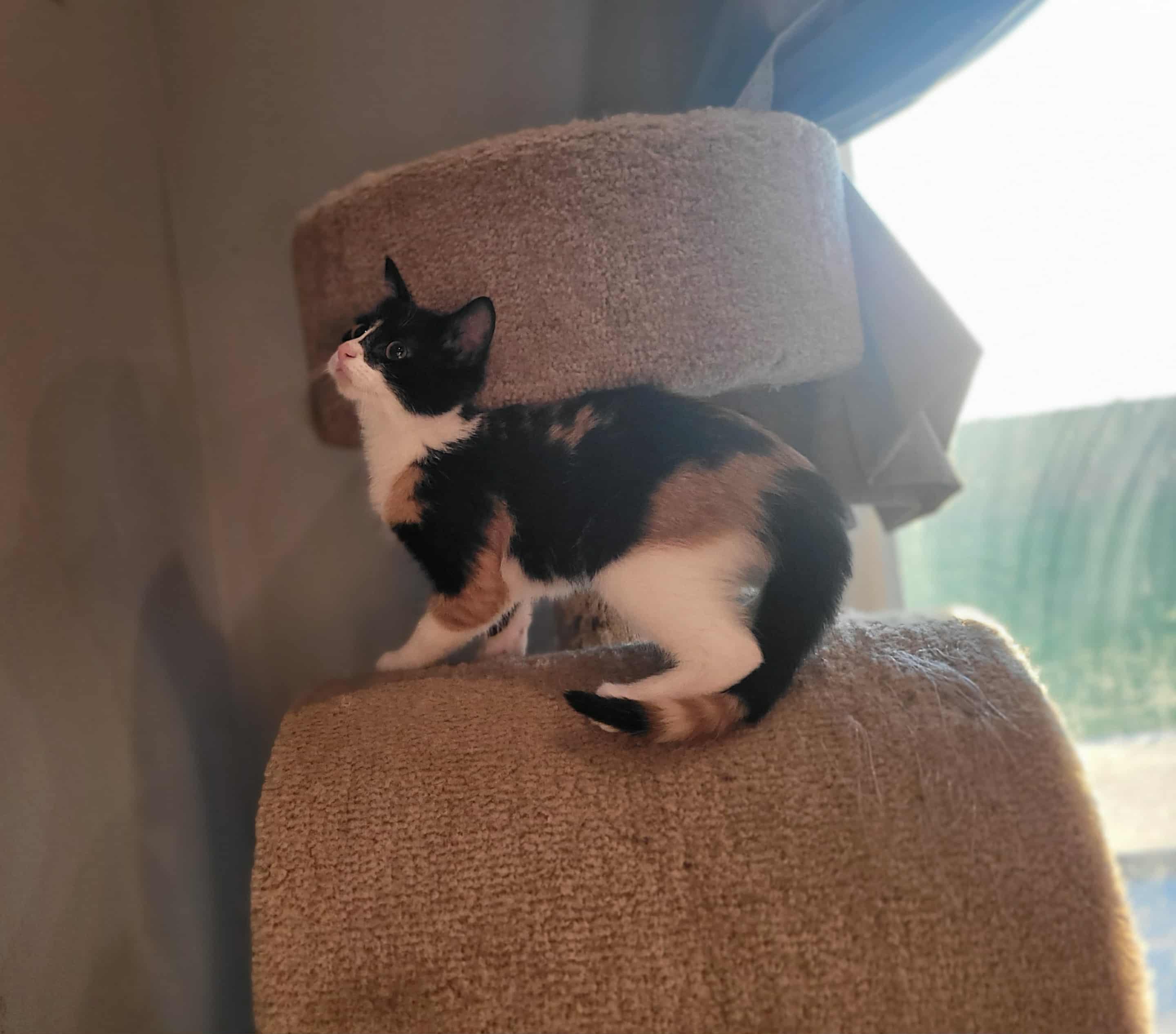 Loretta, Adoptable, Kitten Female Domestic Short Hair.