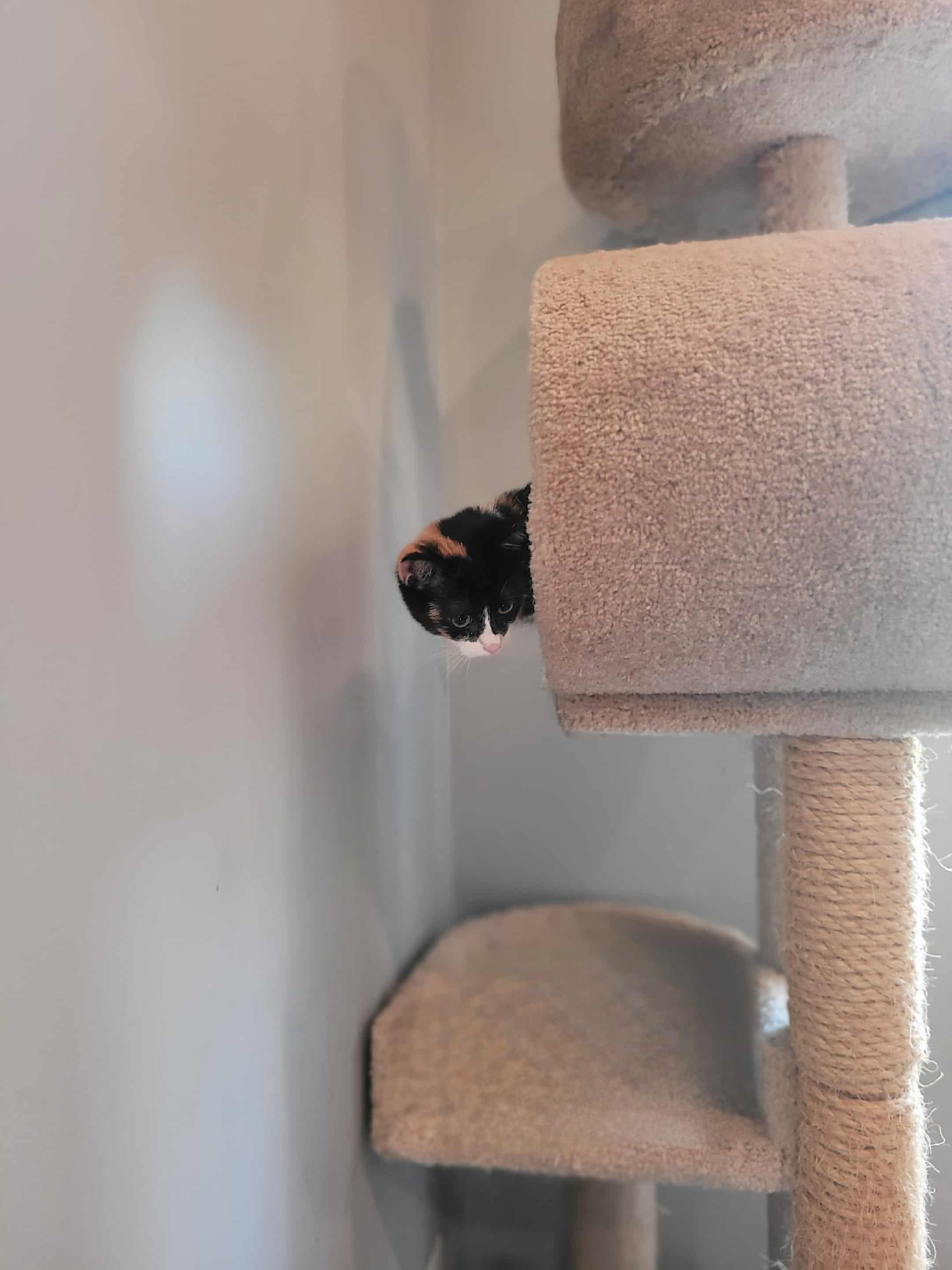 Loretta, a Adoptable Domestic Short Hair in Shakespeare, ON image 2/3