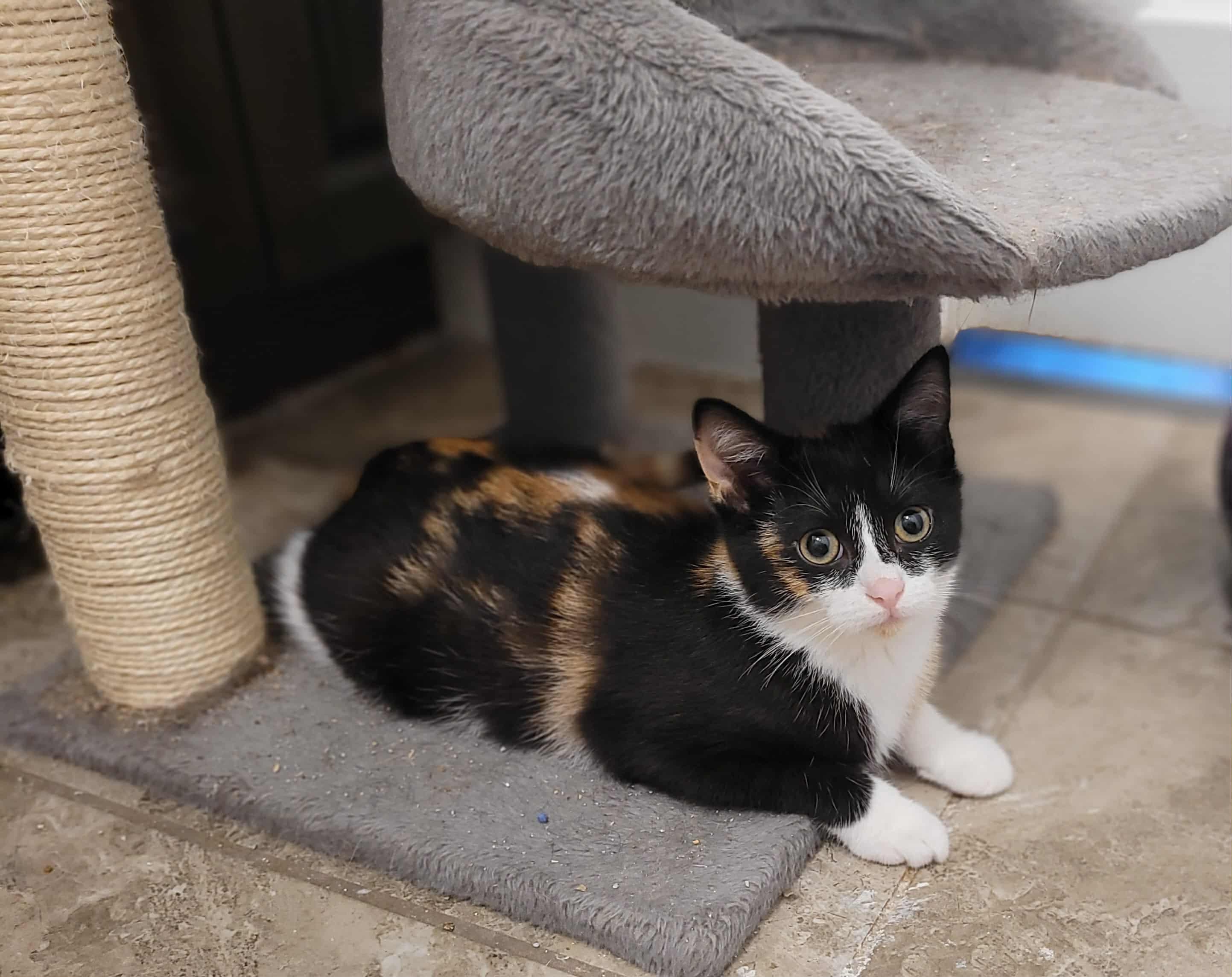 Loretta, a Adoptable Domestic Short Hair in Shakespeare, ON image 3/3