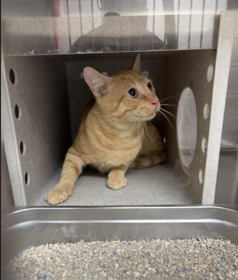 SYRACUSE, Adoptable, Adult Male Domestic Short Hair.