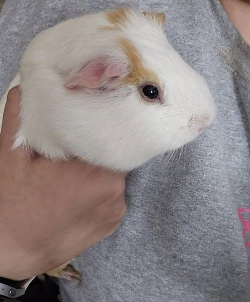 Sunny, a Adoptable Guinea Pig in Amherst, NY image 1/2