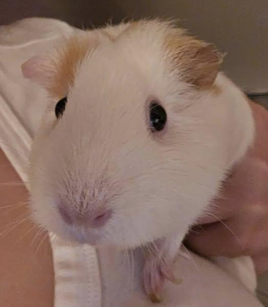 Sunny, a Adoptable Guinea Pig in Amherst, NY image 2/2