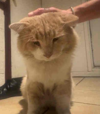 Papa, Adoptable, Adult Male Domestic Long Hair & Maine Coon.