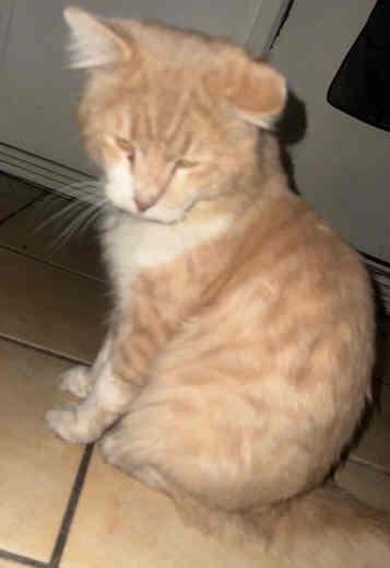 Papa, Adoptable, Adult Male Domestic Long Hair & Maine Coon.