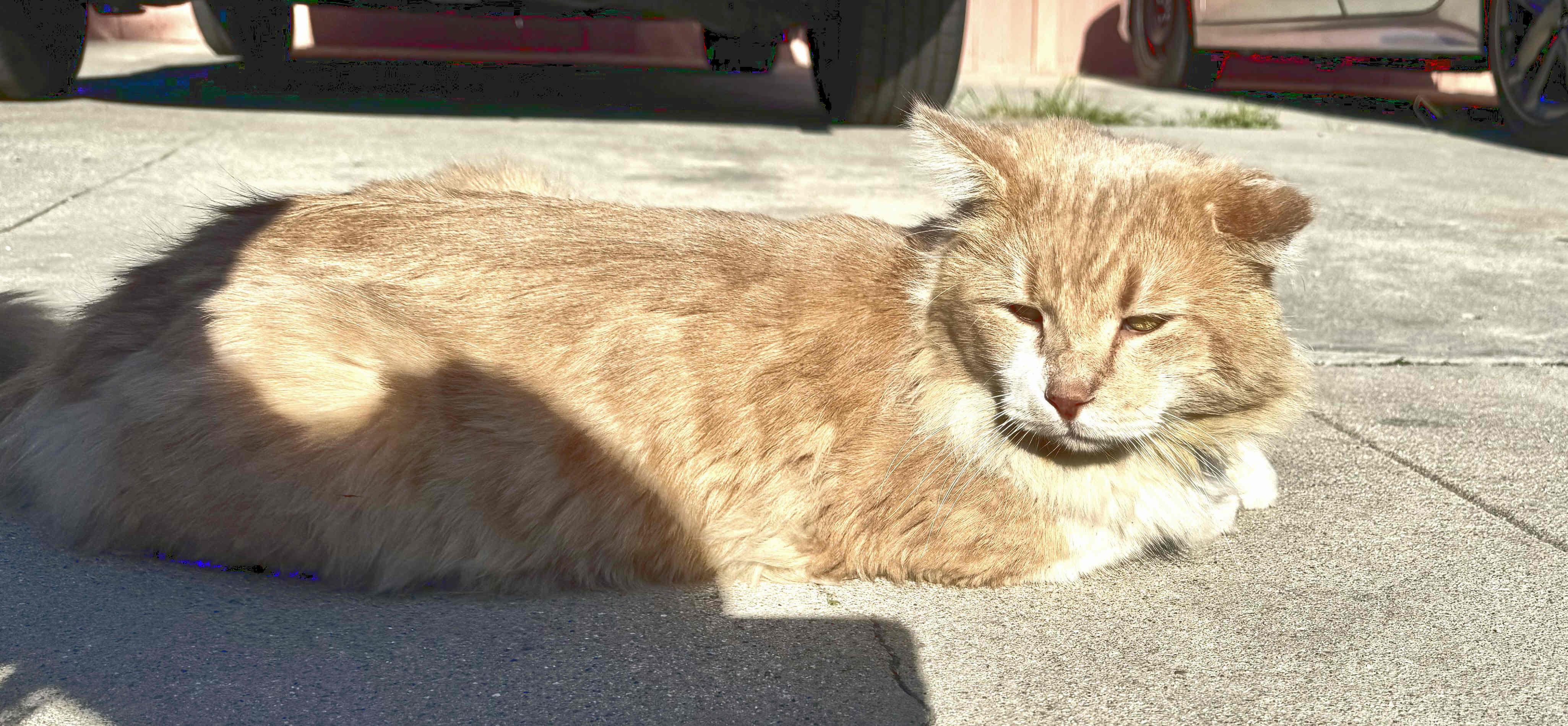 Papa, a Adoptable mixed breed in Venice, CA image 4/5