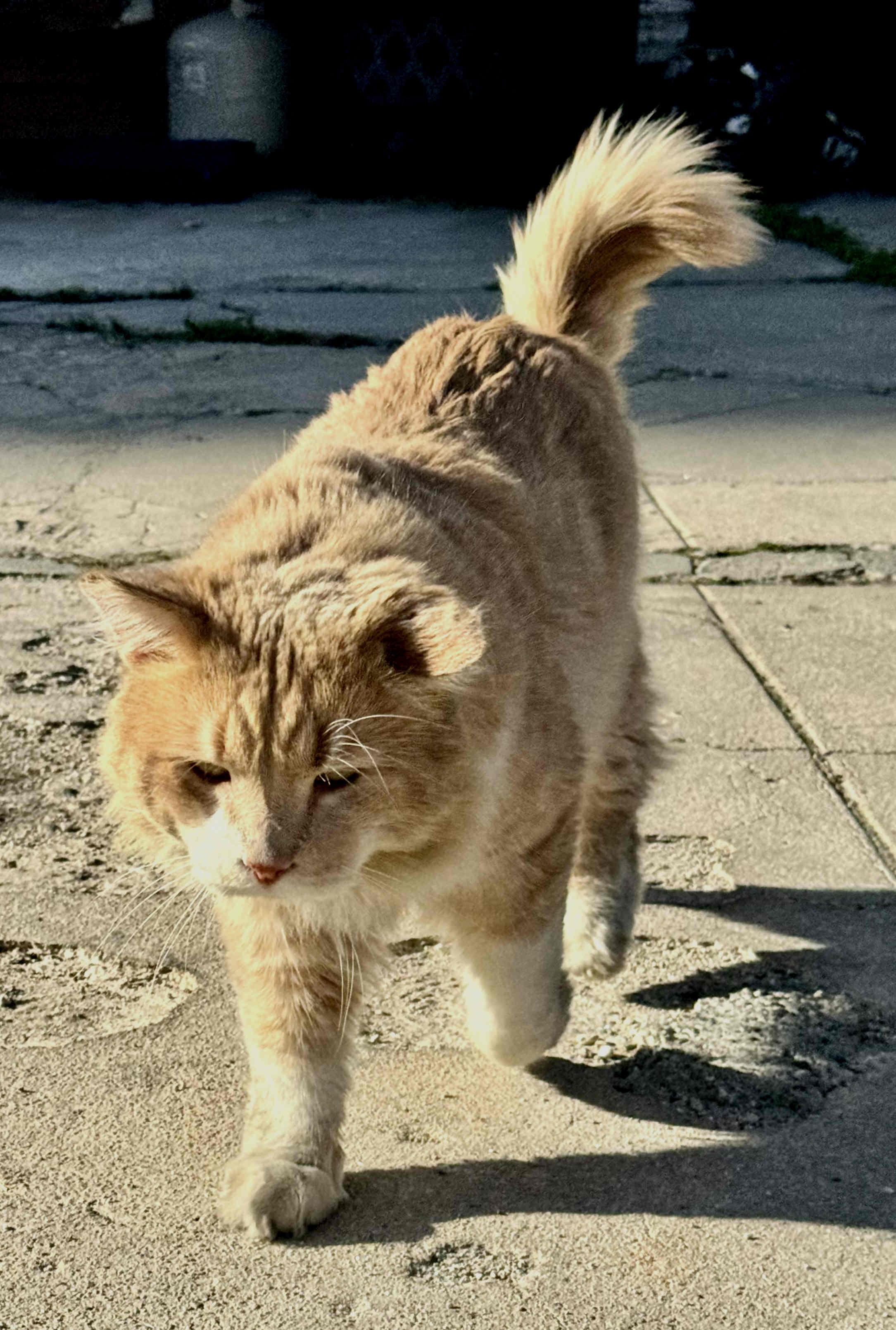 Papa, a Adoptable mixed breed in Venice, CA image 5/5