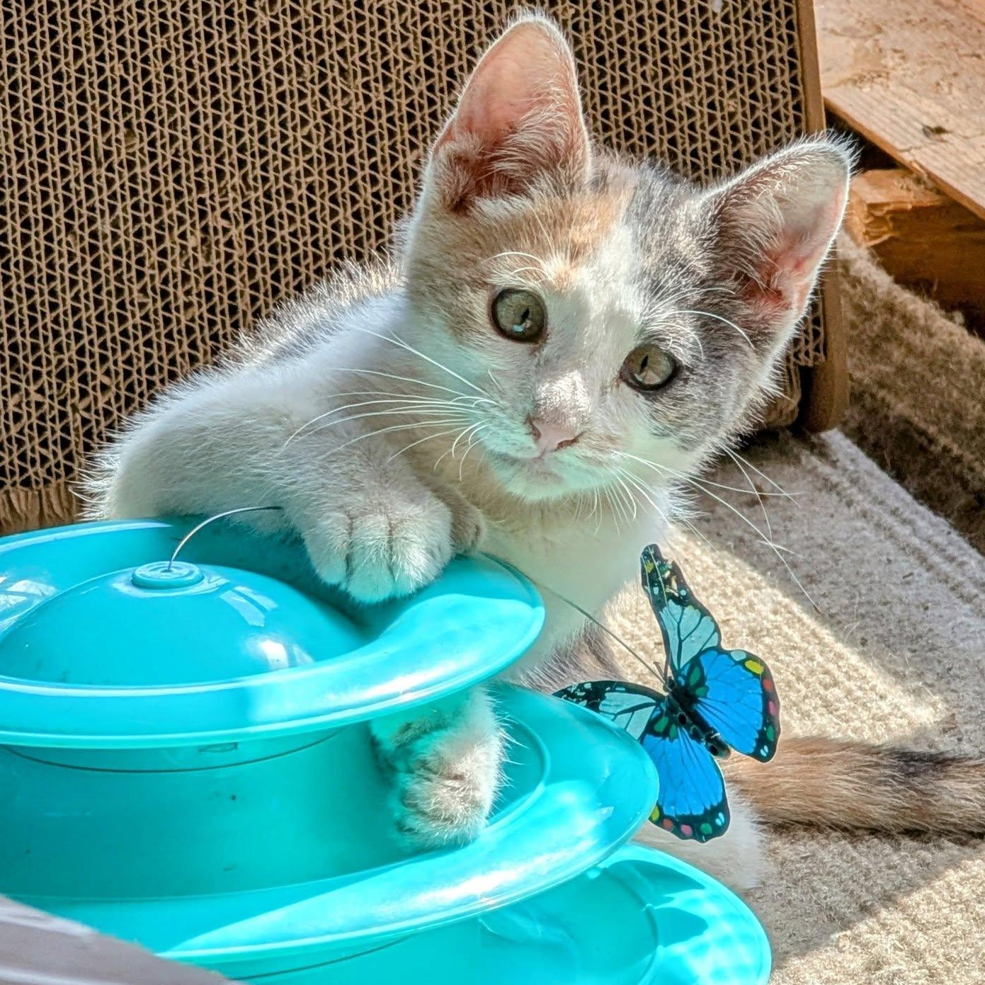 Petal, an adoptable Extra-Toes Cat / Hemingway Polydactyl, Dilute Calico in Libby, MT, 59923 | Photo Image 3