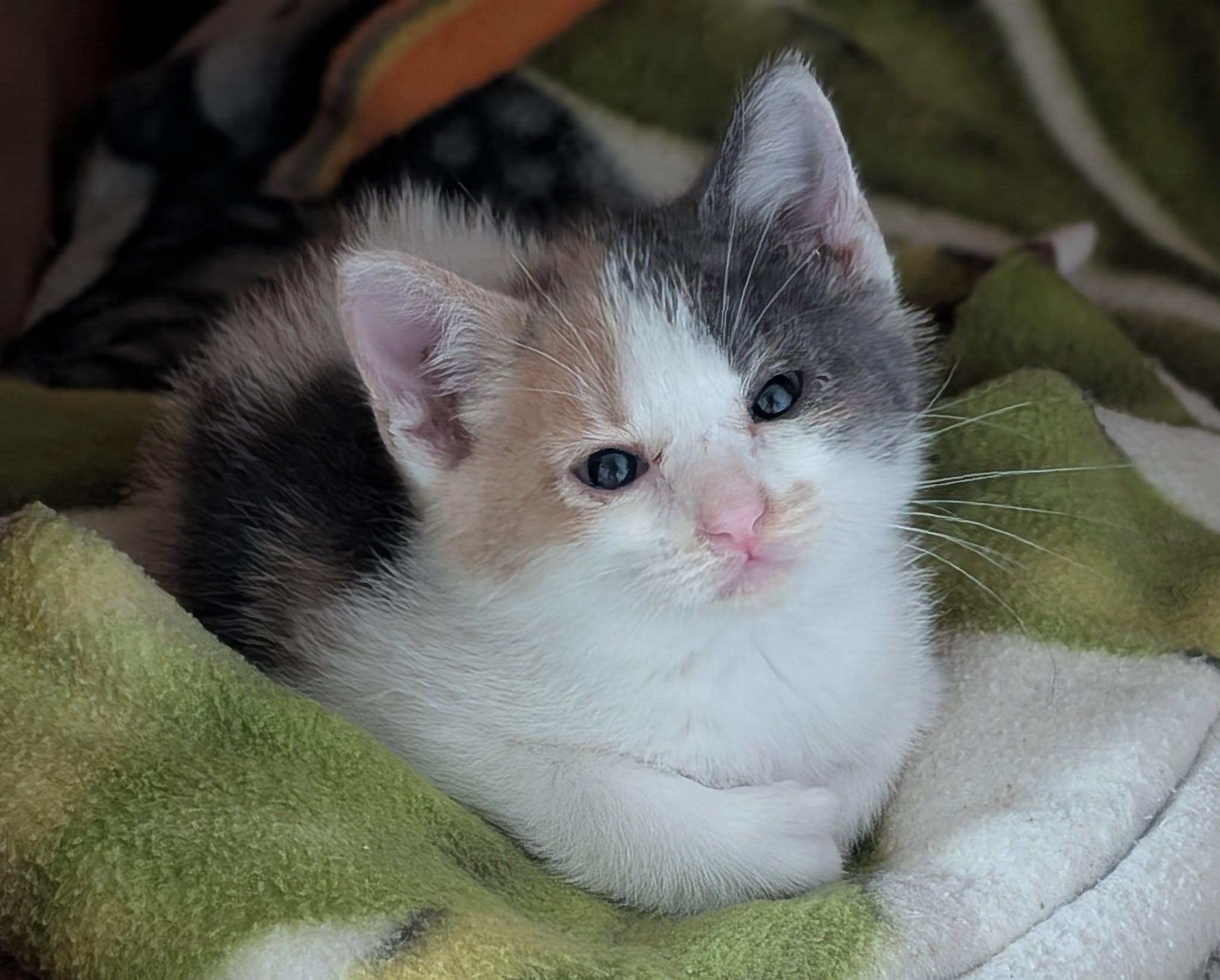Petal, an adoptable Calico, Extra-Toes Cat / Hemingway Polydactyl in Libby, MT, 59923 | Photo Image 1