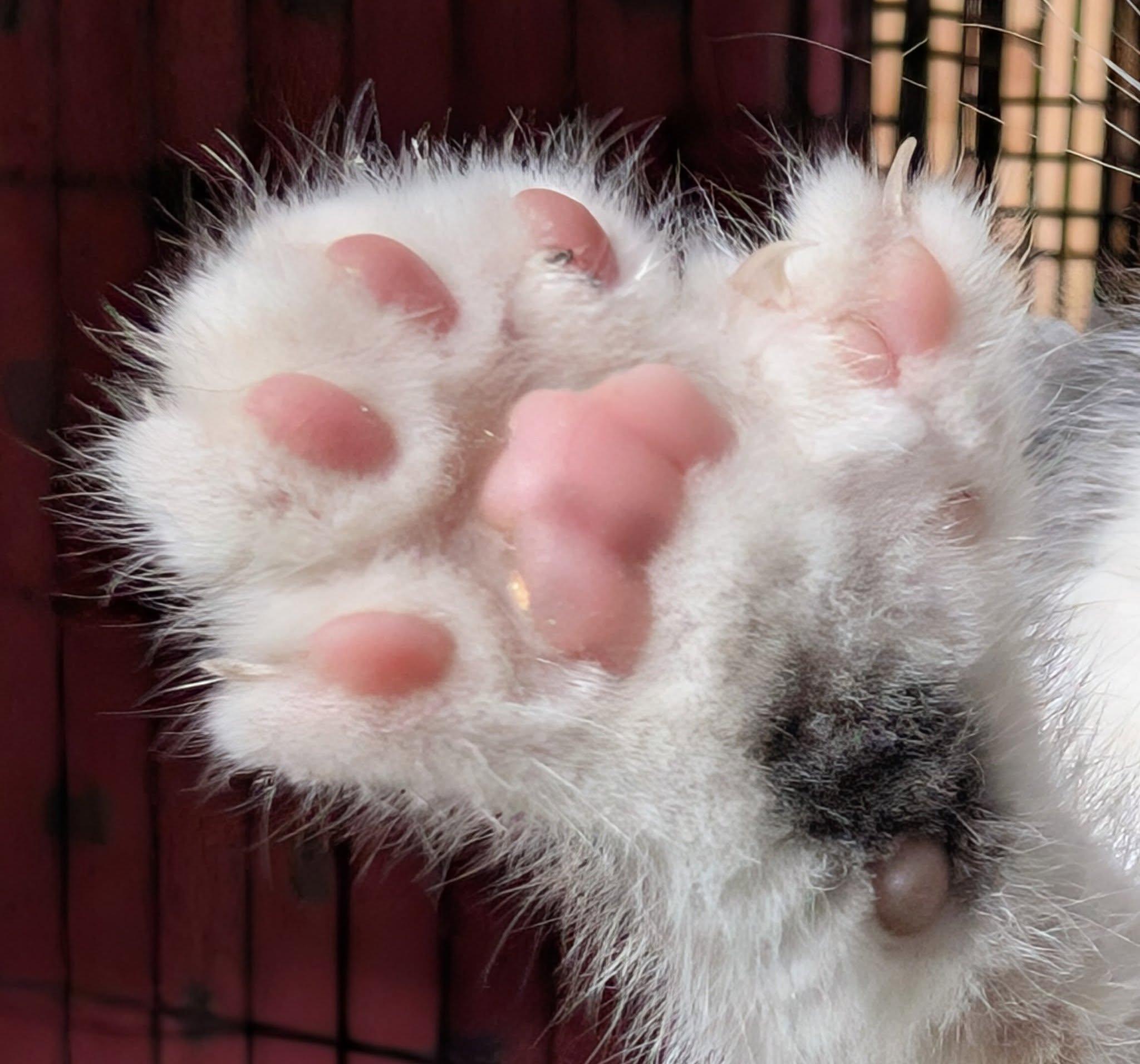 Petal, an adoptable Calico, Extra-Toes Cat / Hemingway Polydactyl in Libby, MT, 59923 | Photo Image 3