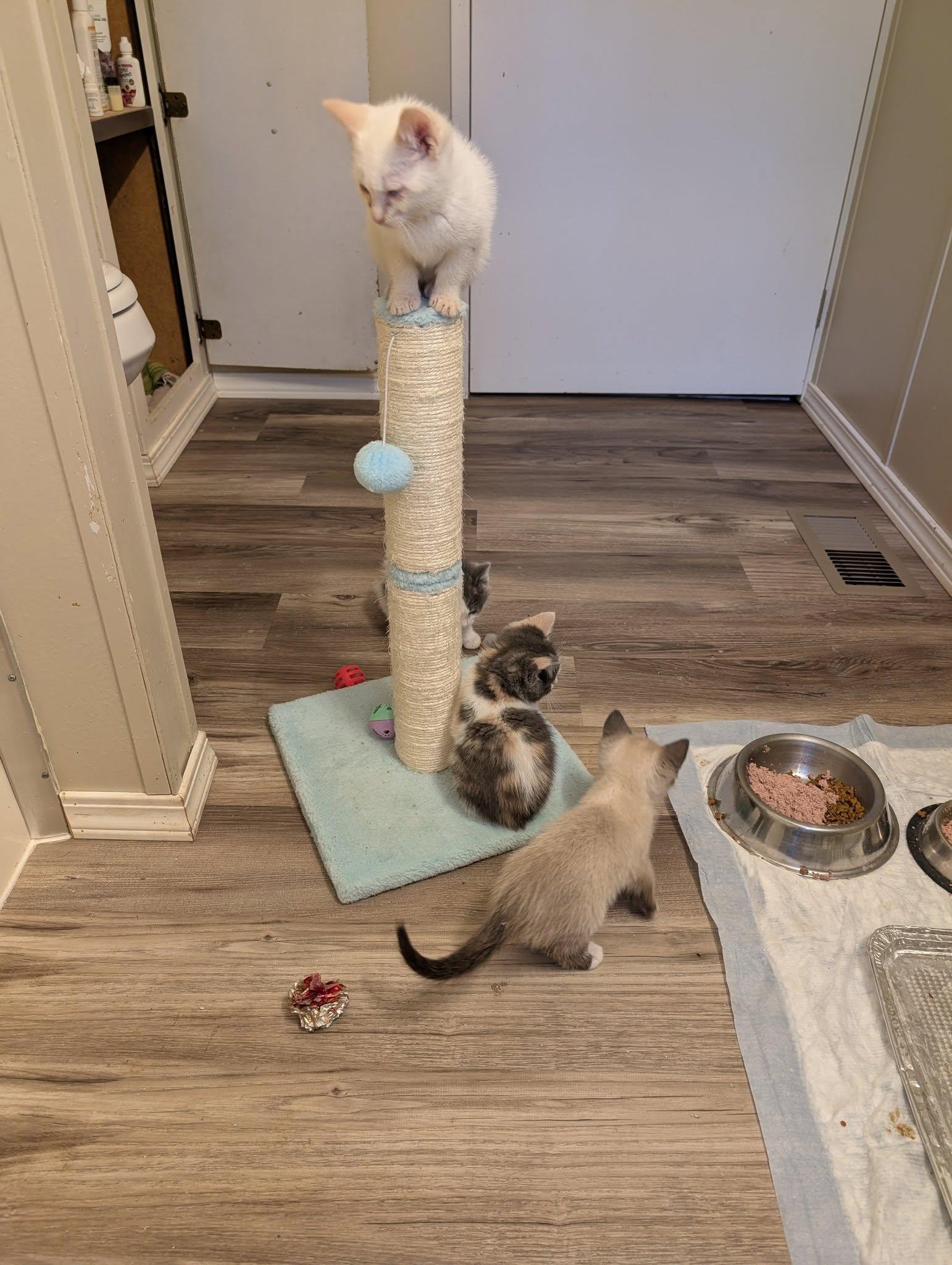 Petal, an adoptable Calico, Extra-Toes Cat / Hemingway Polydactyl in Libby, MT, 59923 | Photo Image 4