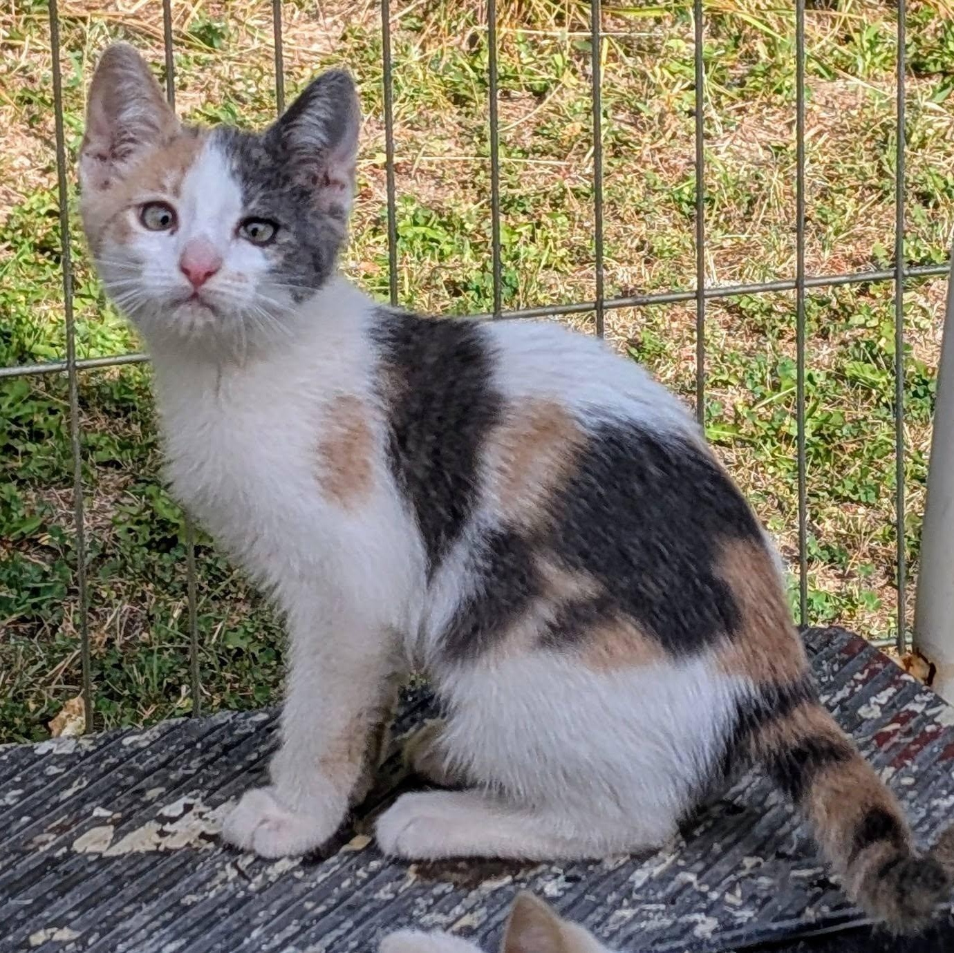 Petal, an adoptable Extra-Toes Cat / Hemingway Polydactyl, Dilute Calico in Libby, MT, 59923 | Photo Image 1