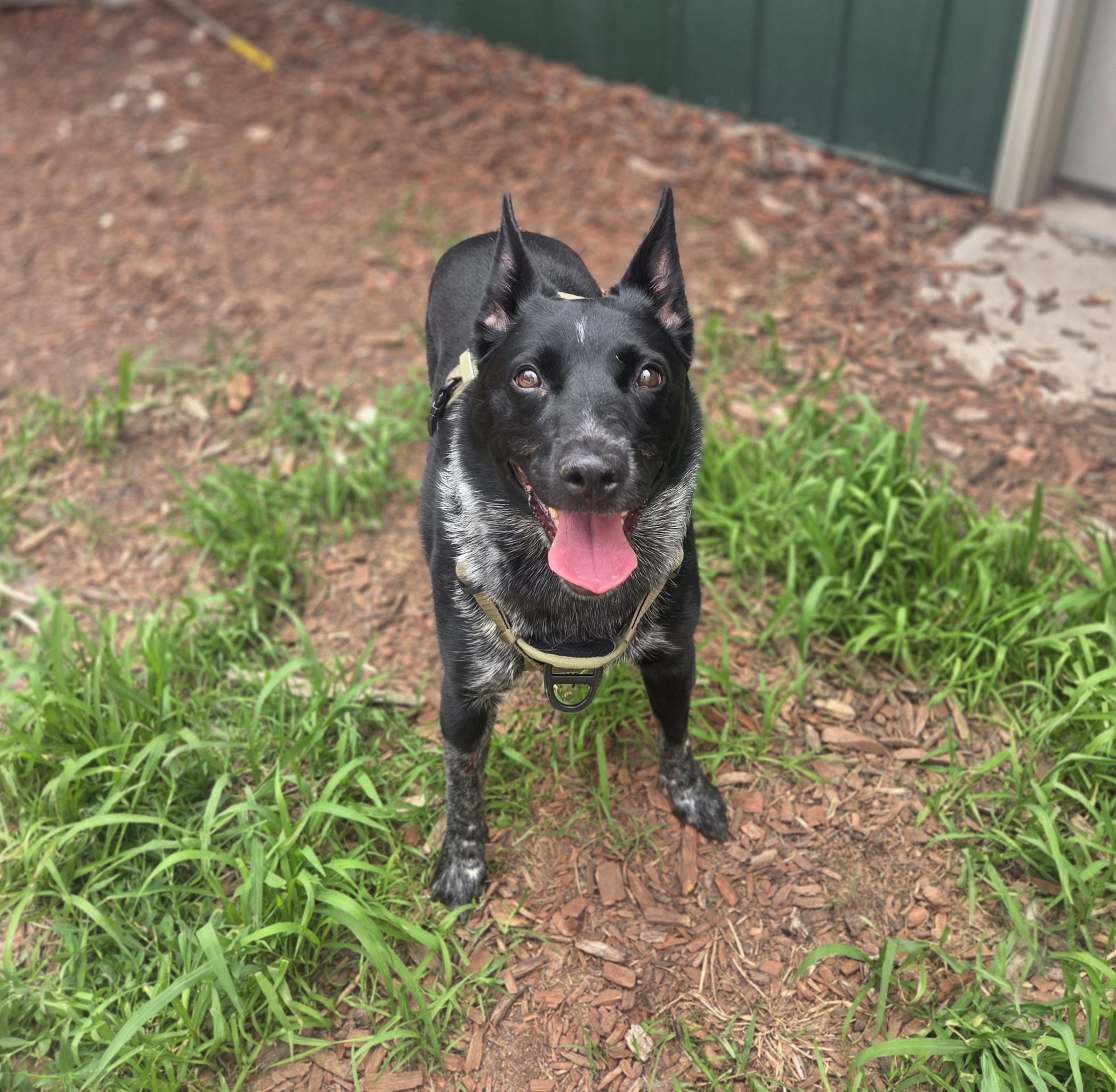 Pepper, a ADOPTABLE mixed breed in Brookings, SD image 2/2