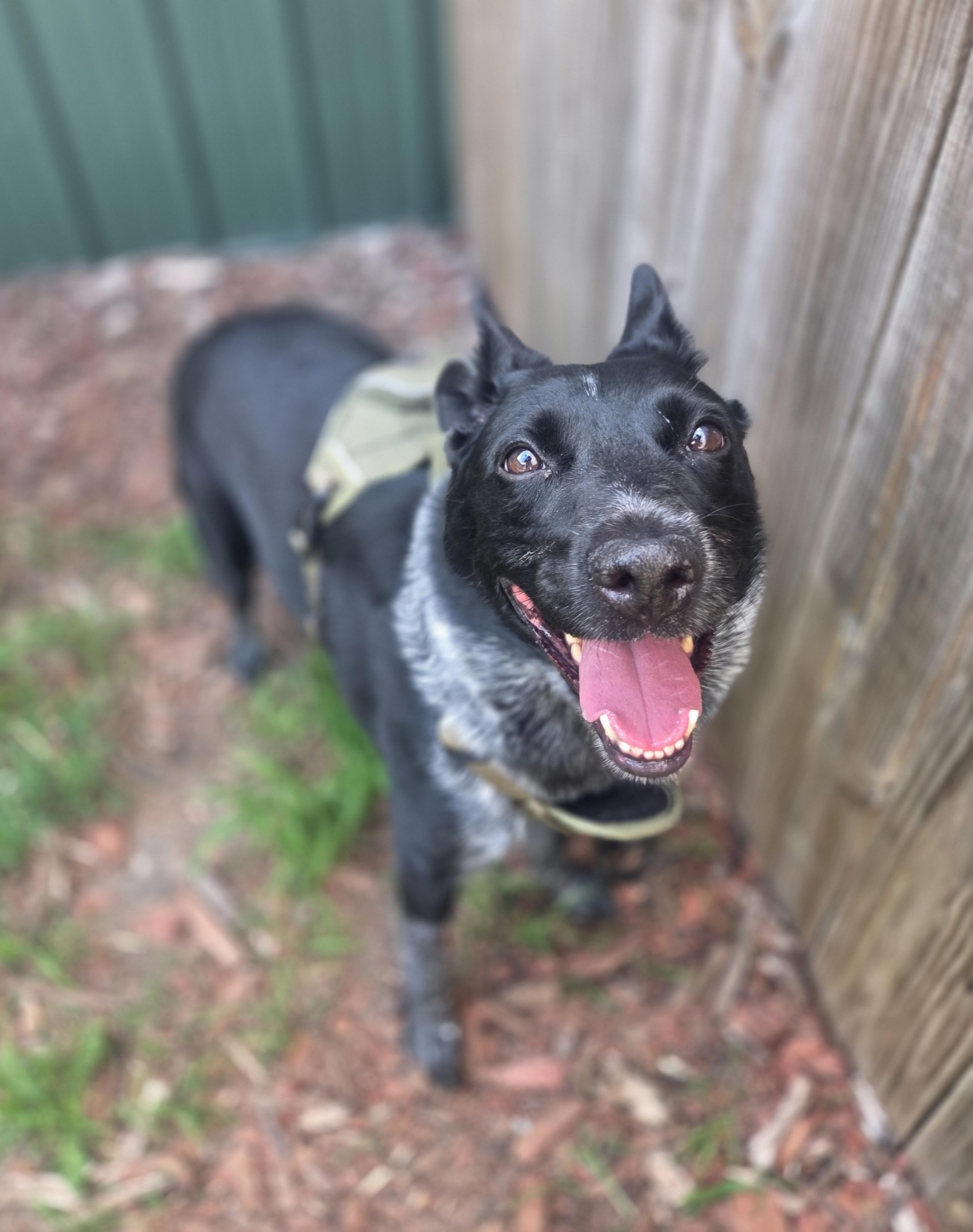 Pepper, ADOPTABLE, Senior Female Australian Cattle Dog / Blue Heeler & Bearded Collie.