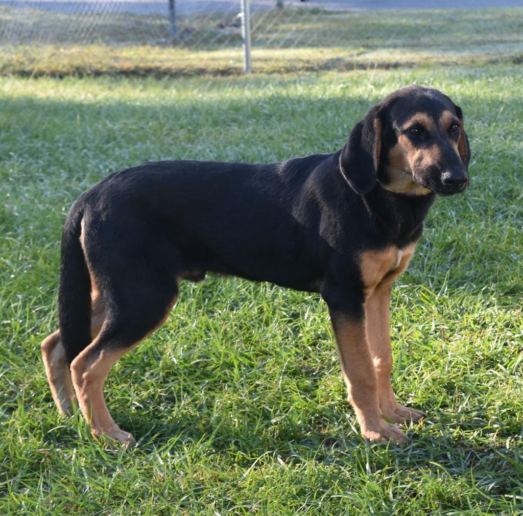 Chapstick, Adoptable, Young Male Mixed Breed.