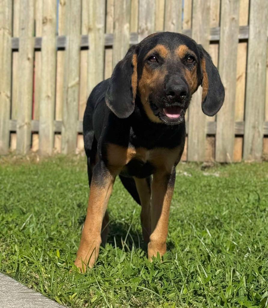 Enlarge Chapstick, a Adoptable mixed breed in Kingsland, GA image 2/3
