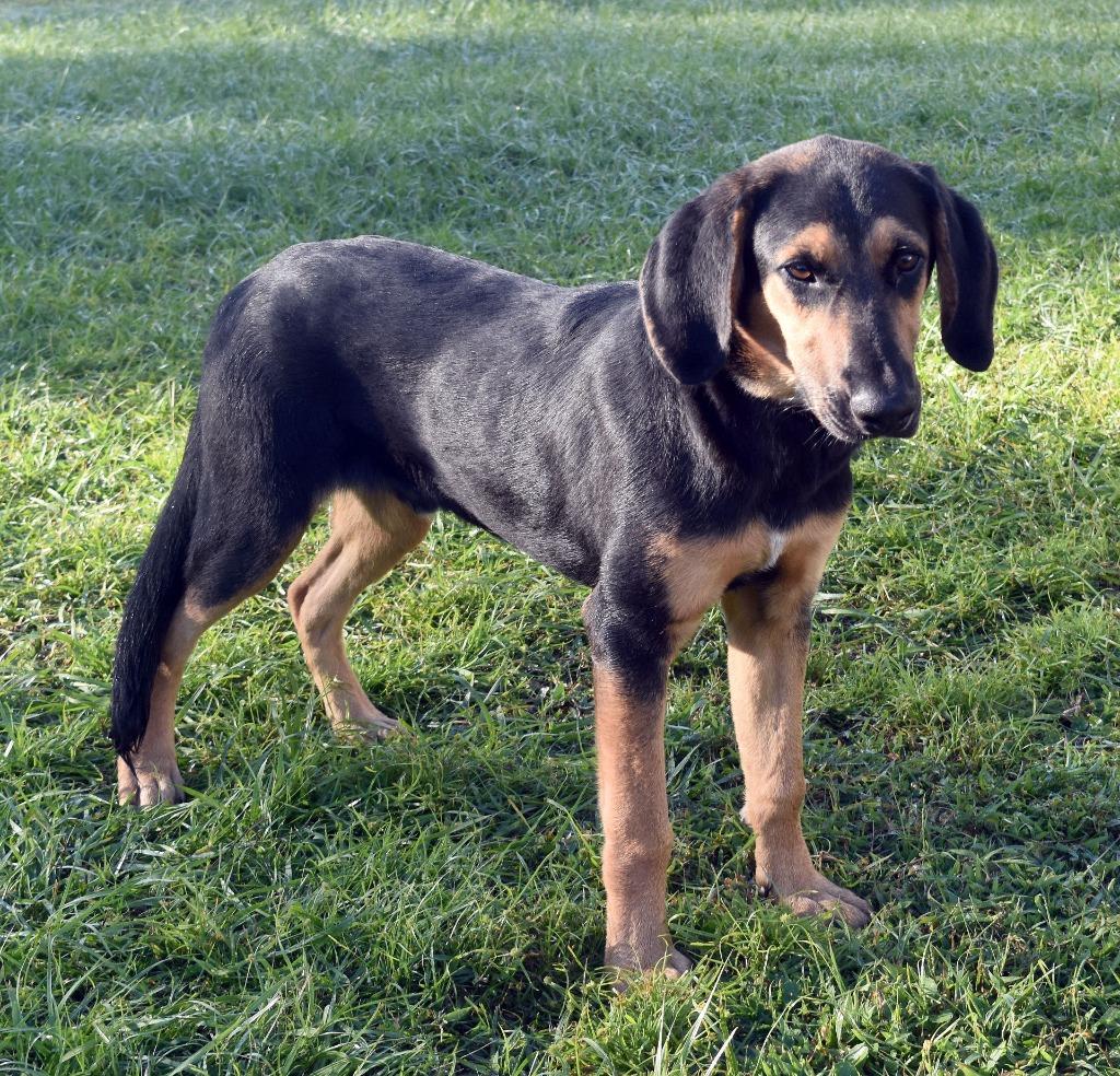 Enlarge Chapstick, a Adoptable mixed breed in Kingsland, GA image 3/3