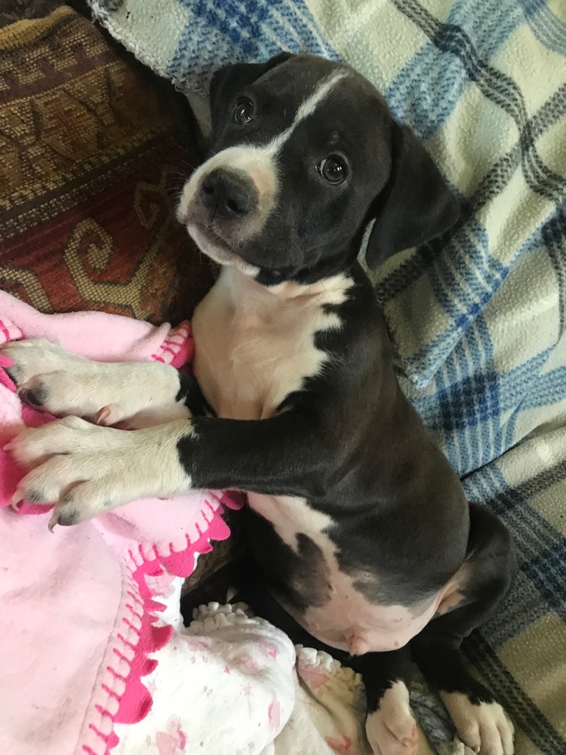 Enlarge Wesley, a Adoptable mixed breed in Albany, NY image 4/4