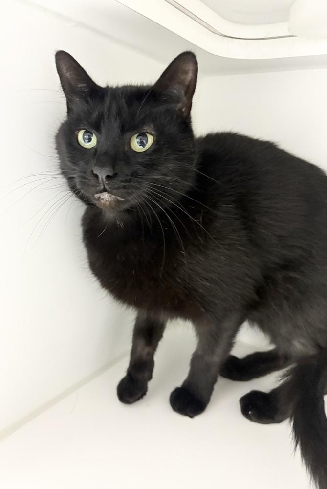 Zoe, Adoptable, Adult Female Domestic Short Hair.