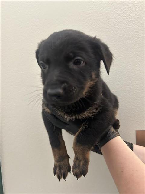 Enlarge GRATIN, a Adoptable mixed breed in Fremont, CA image 1/1