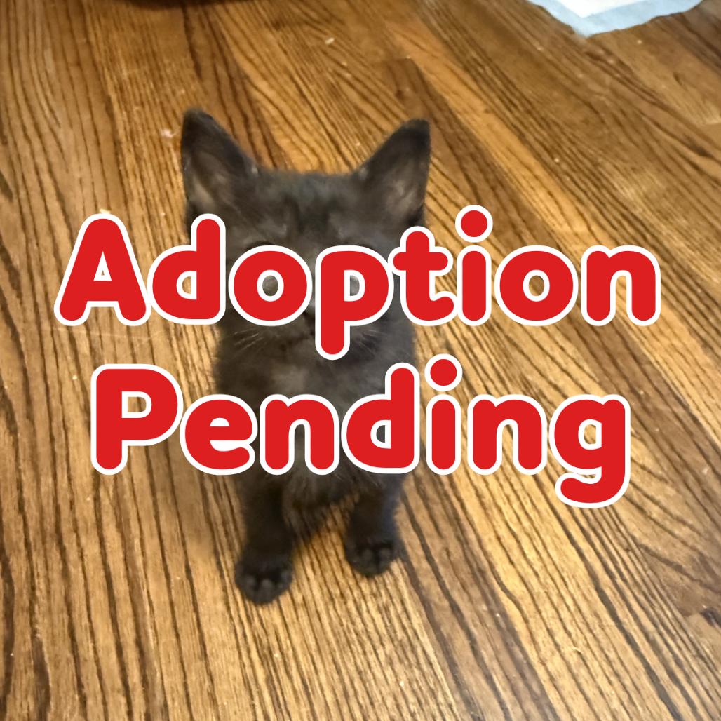 Xena 26-067, Adoptable, Kitten Female Domestic Short Hair.
