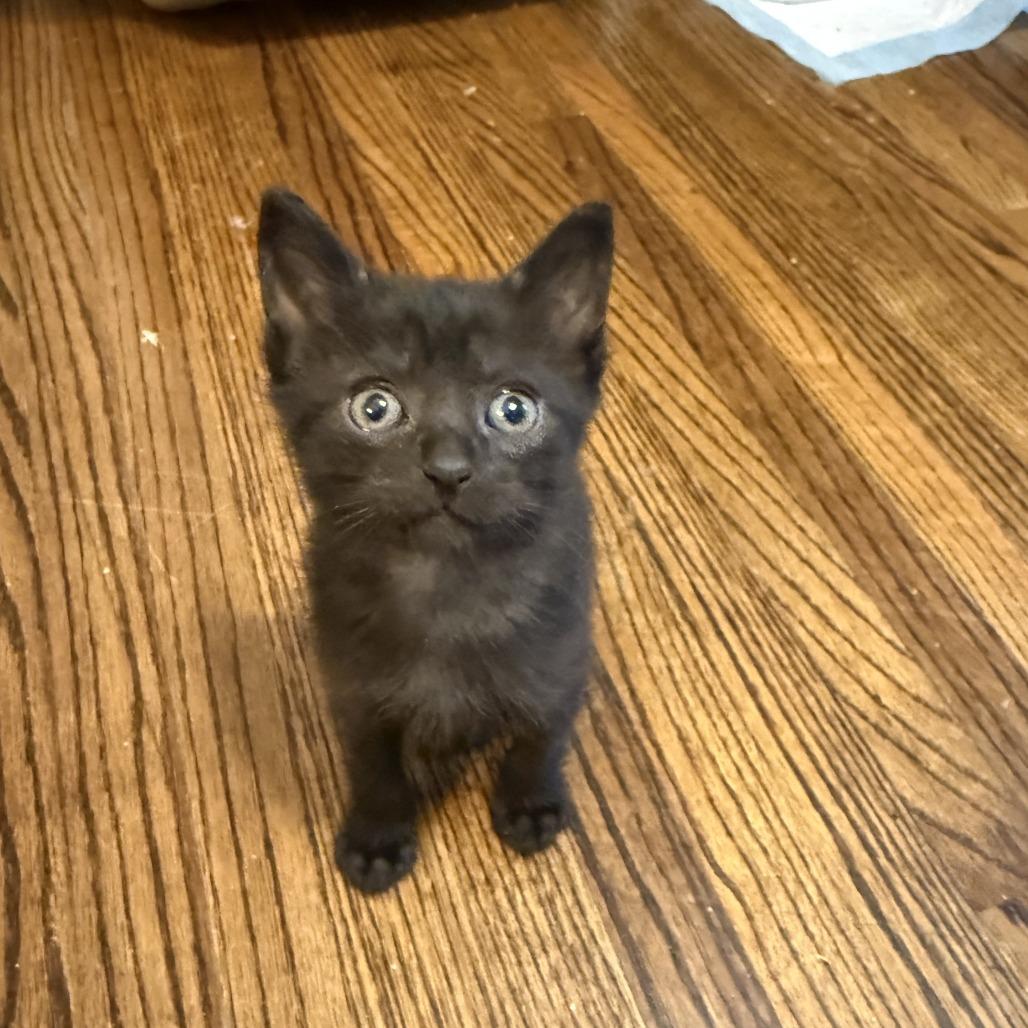 Xena 26-067, a Adoptable Domestic Short Hair in Little Rock, AR image 2/2