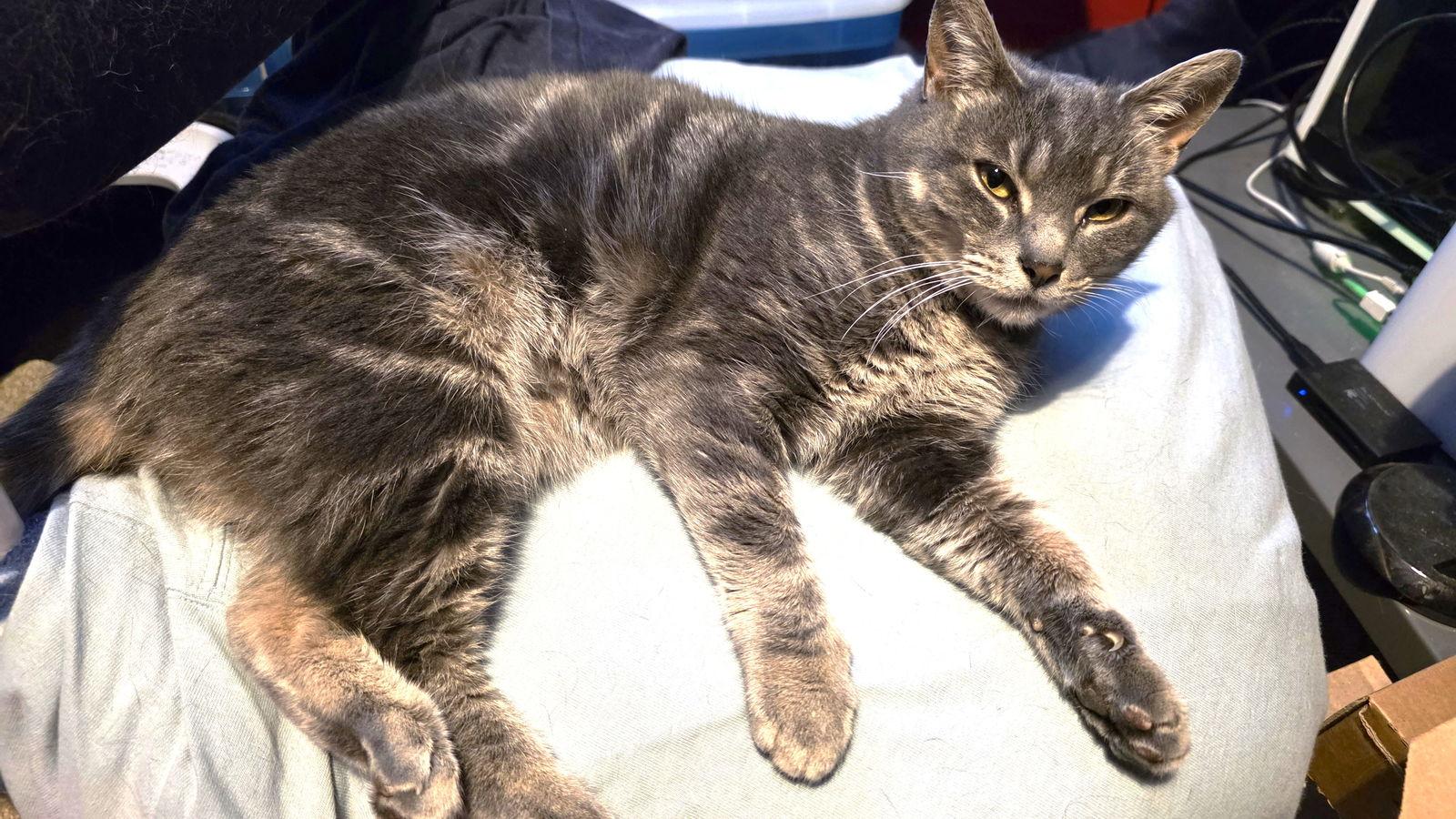 Willow — thumbnail 2