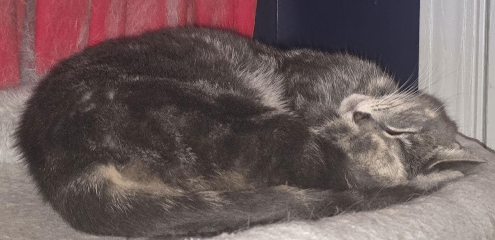 Willow — thumbnail 3