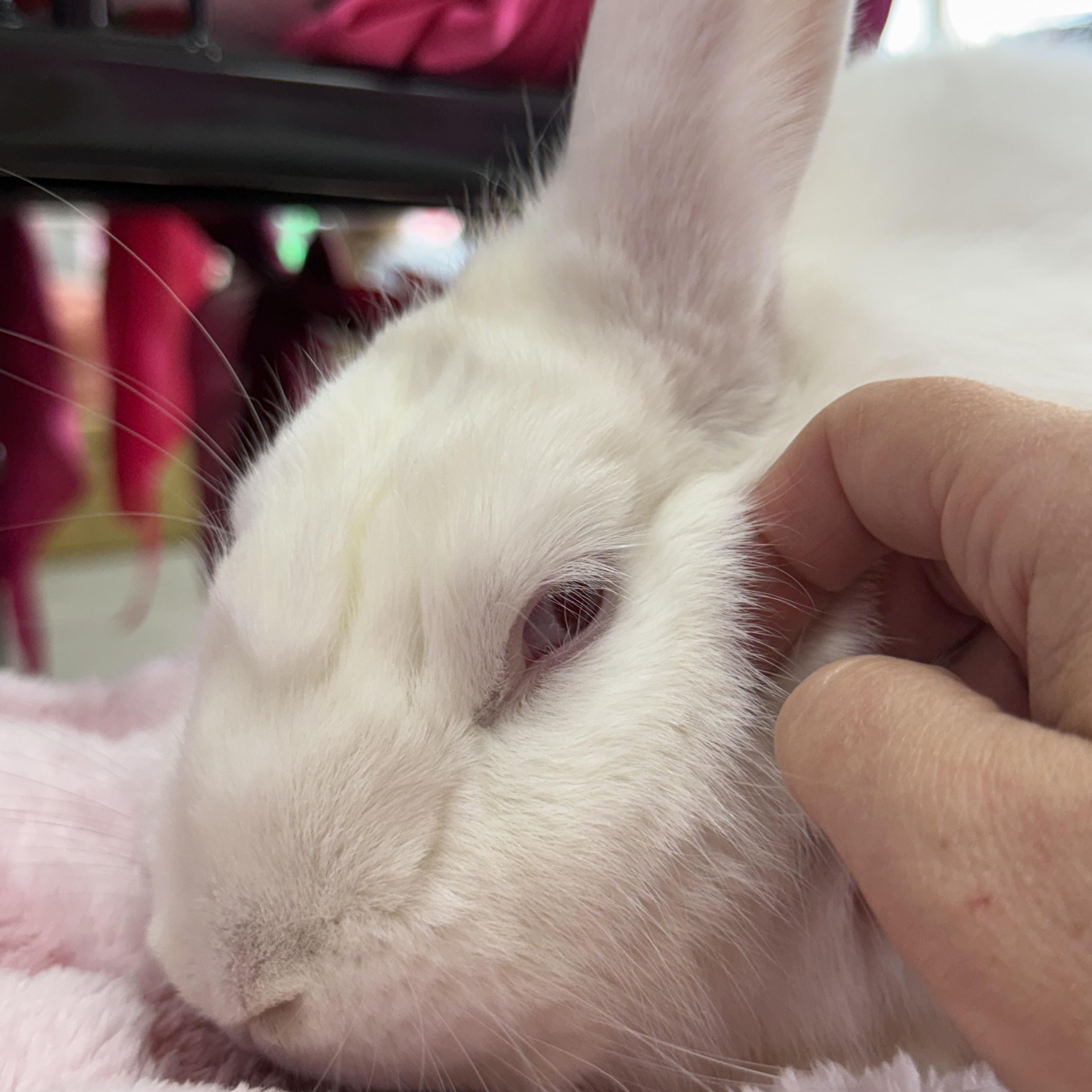 Gravy Boat, a ADOPTABLE New Zealand in St. Charles, MO image 2/5