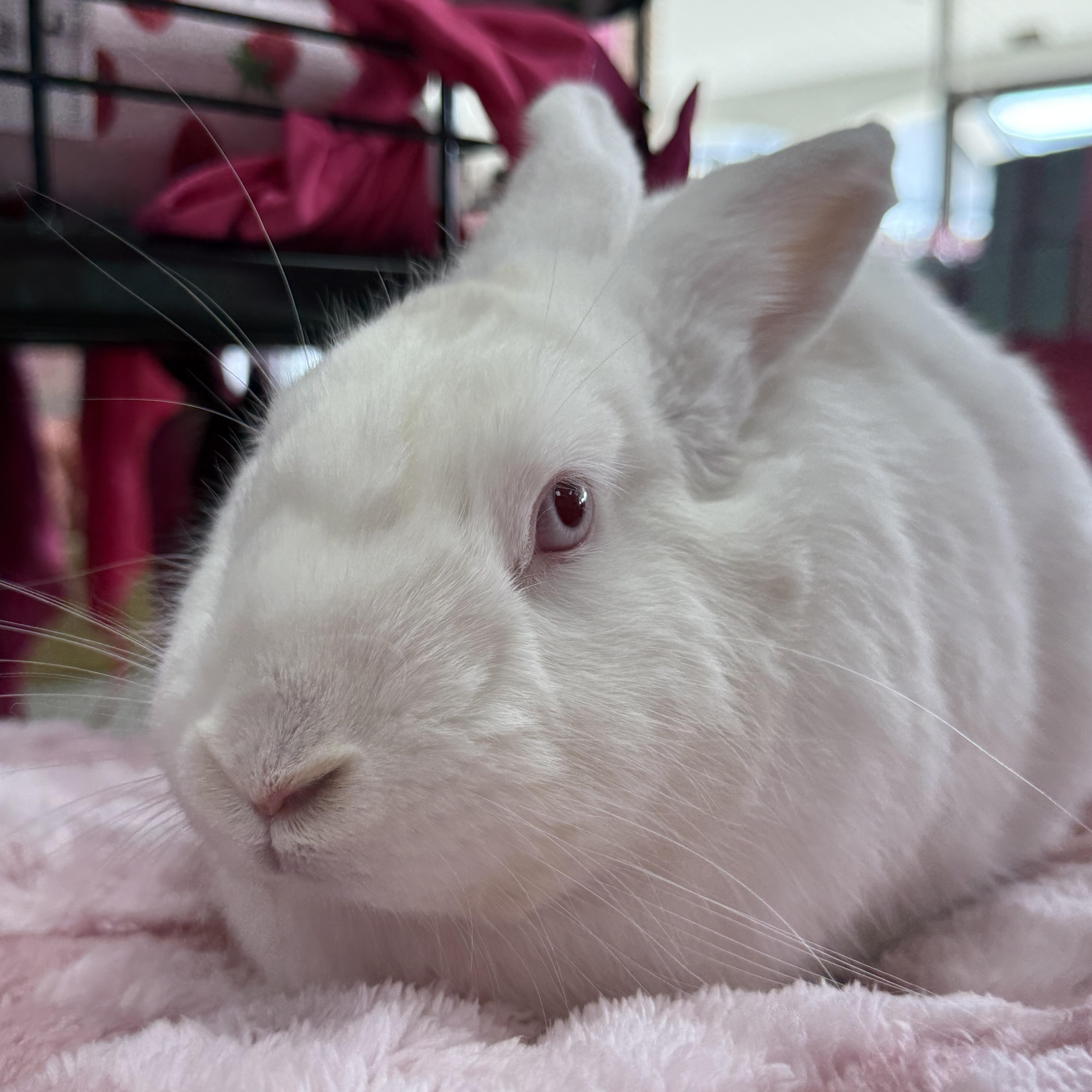 Gravy Boat, a ADOPTABLE New Zealand in St. Charles, MO image 3/5