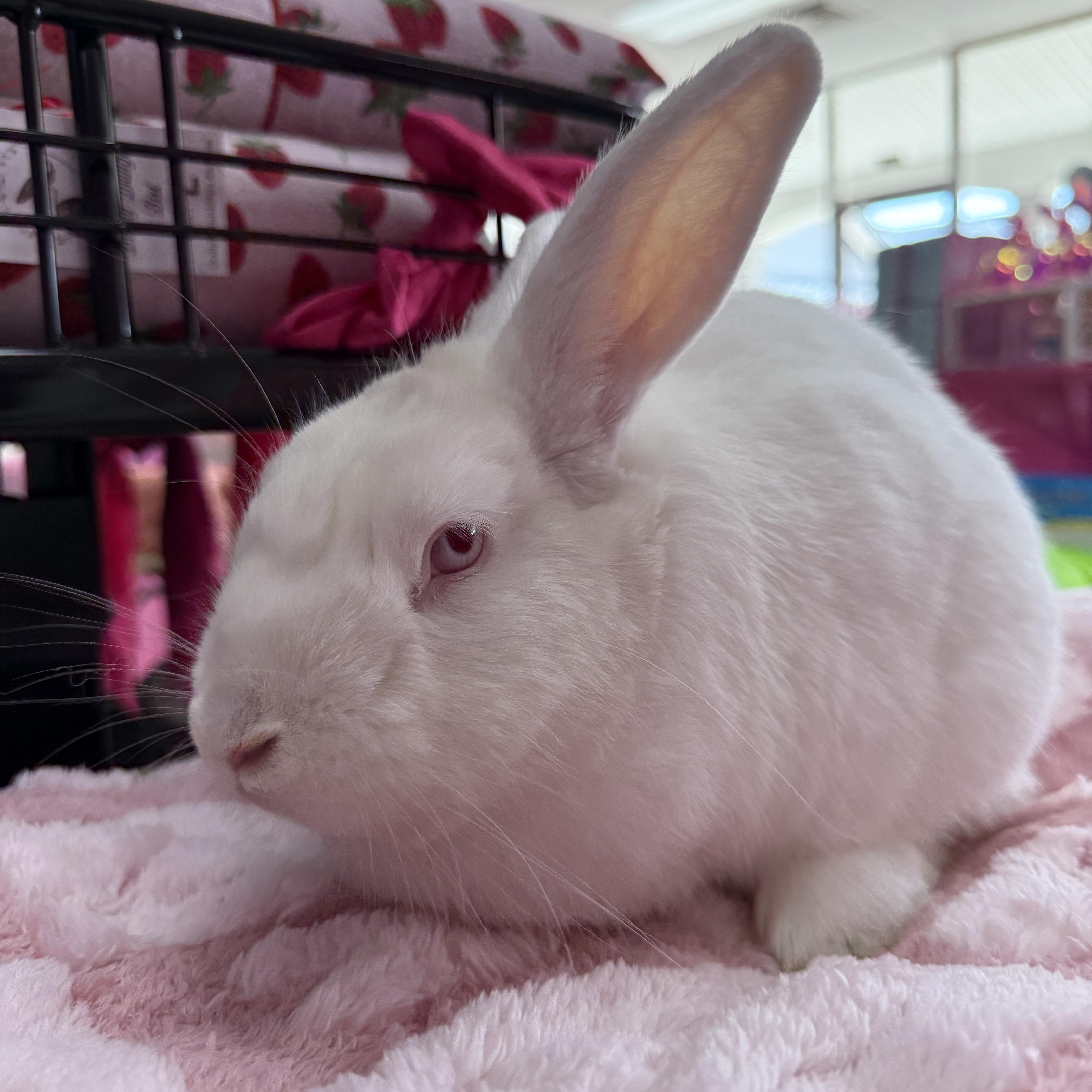 Gravy Boat, ADOPTABLE, Adult Male New Zealand.