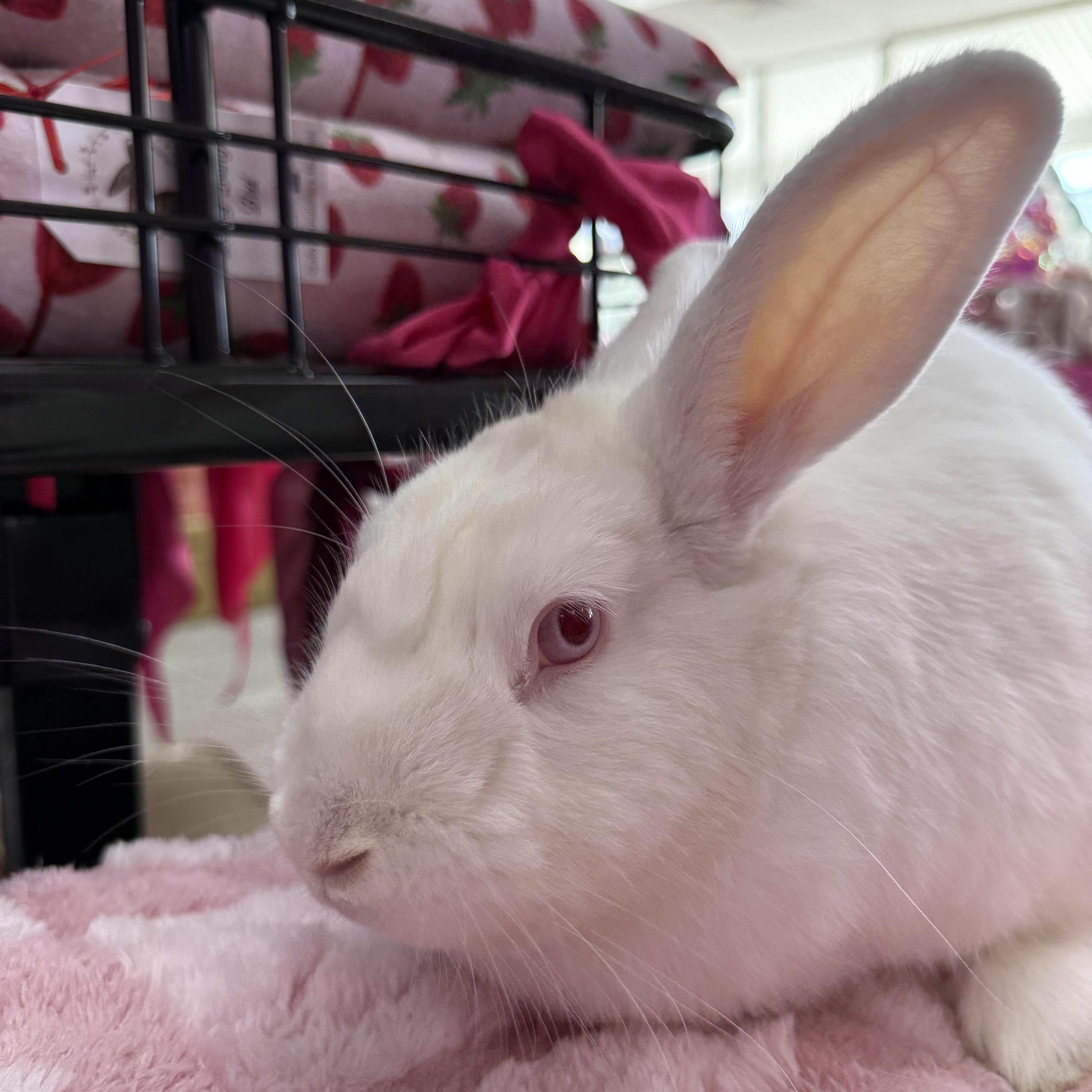 Gravy Boat, a ADOPTABLE New Zealand in St. Charles, MO image 4/5