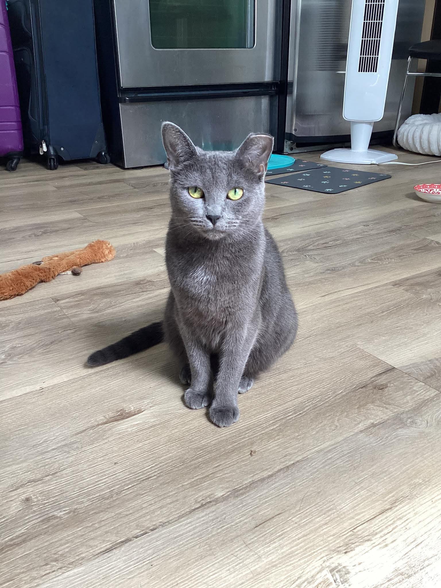 Enlarge Billie, a Adoptable Domestic Short Hair in Terrebonne, QC image 5/6